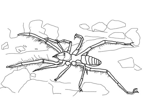 Camel Spider Coloring Page